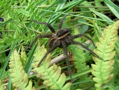 Dolomedes fimbriatus