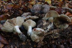 Russula nigricans