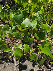 Ampelopsis cordata