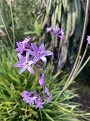 Tulbaghia