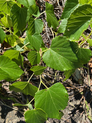 Ampelopsis cordata