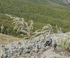 Artemisia lercheana