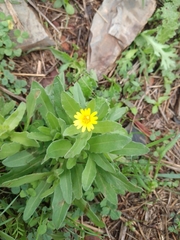 Calendula arvensis
