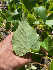 Ampelopsis cordata