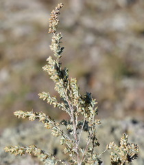 Artemisia lercheana