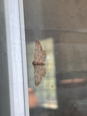 Cyclophora nanaria