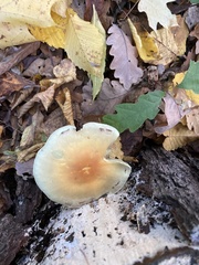 Hypholoma lateritium