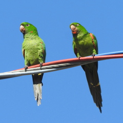 Psittacara leucophthalmus