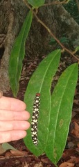 Pyrrhochalcia iphis