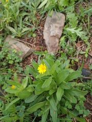 Calendula arvensis