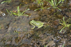 Hyla euphorbiacea