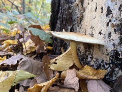 Hypholoma lateritium