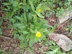 Calendula arvensis