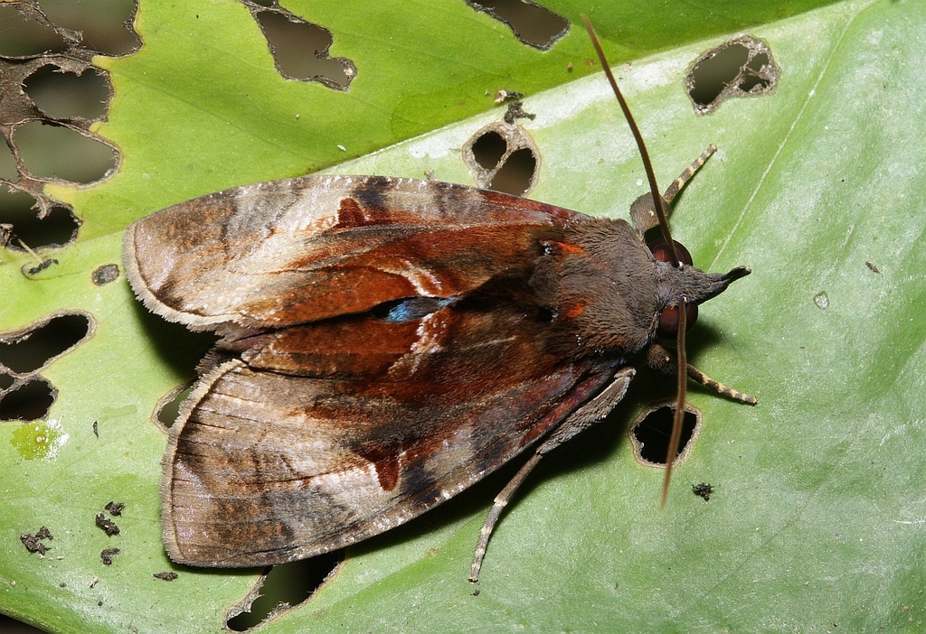 Ferenta stolliana