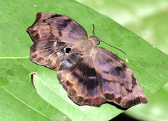 Achlyodes busirus