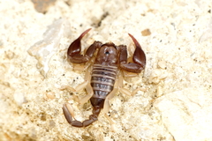 Euscorpius flavicaudis