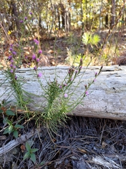 Liatris microcephala