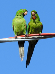 Psittacara leucophthalmus