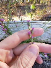 Liatris microcephala