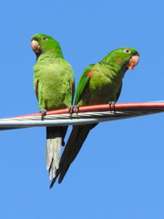 Psittacara leucophthalmus