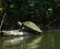Pseudemys concinna concinna