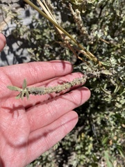Buddleja scordioides