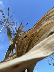 Calliphora vomitoria