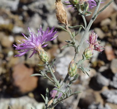 Centaurea caprina