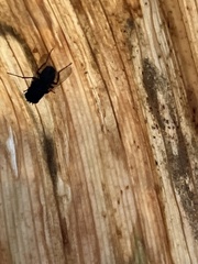 Calliphora vomitoria