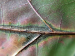 Apiognomonia errabunda