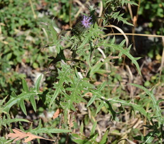 Cirsium serrulatum