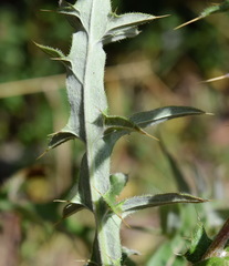 Cirsium serrulatum