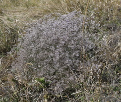 Limonium platyphyllum