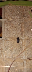 Armadillidiidae