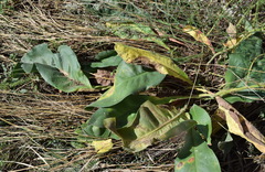 Limonium platyphyllum
