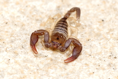 Euscorpius flavicaudis