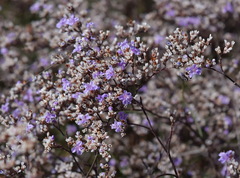 Limonium platyphyllum