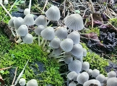 Coprinellus disseminatus