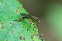 Empis livida