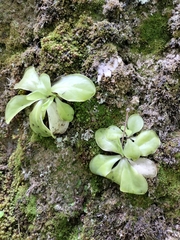 Pinguicula