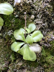 Pinguicula