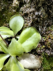 Pinguicula
