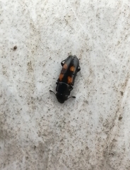 Glischrochilus quadripunctatus