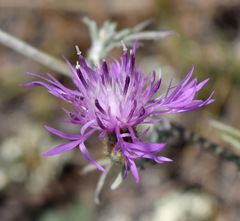 Centaurea caprina