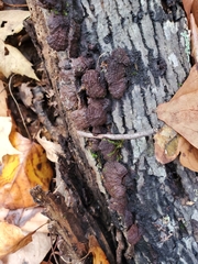 Punctularia strigosozonata