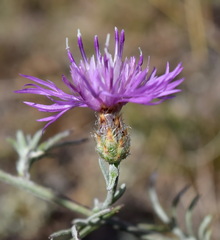 Centaurea caprina