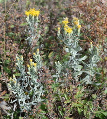 Galatella villosa