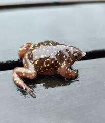 Hemisus guttatus
