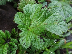 Fuertesimalva limensis