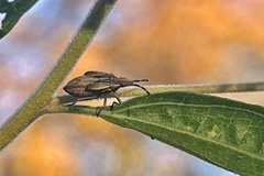 Harmostes fraterculus